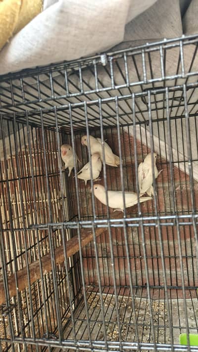 white love black eyes