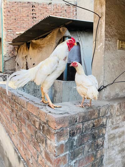Heera breeder pair quality birds