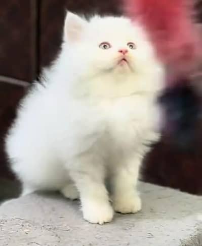Persian female kitten for sale My WhatsApp number 0321-83-87-945