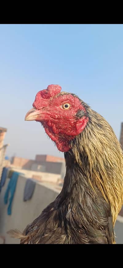 jawa kukar   home. breed