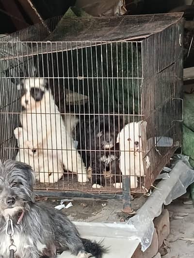 Terrier puppy for sale