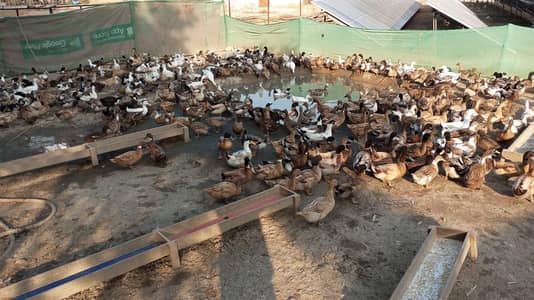 ducks for sale