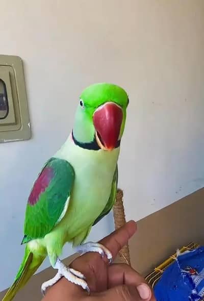 Raw parrot Active Talking Hand Tammed