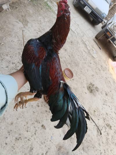 Health and active aseel pair up for sale