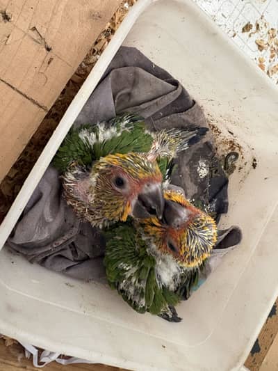 Sunconure chicks  Red factor