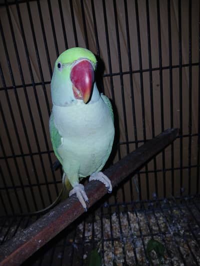 raw parrot talking hand tame