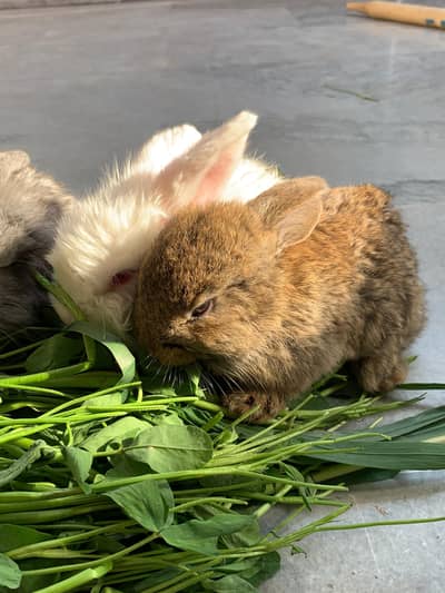Holland lop rabbit babies