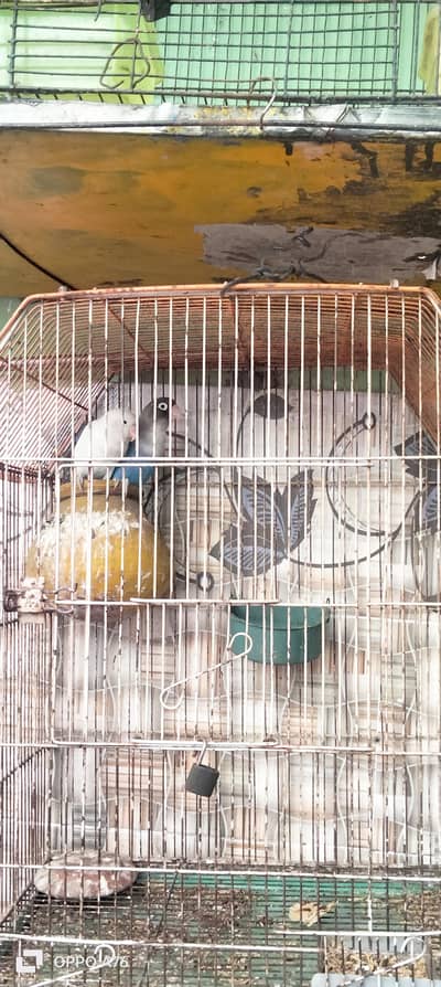 fisher parrot 100% pair ha