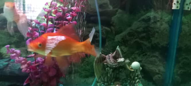 multiple gold fishes for sale