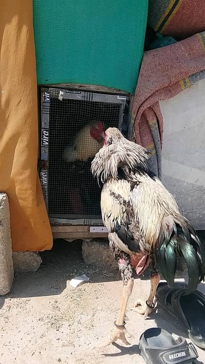 MASHALLAH ASEEL MRGHA AVAILABLE LARTA HUA MUGHA HAI