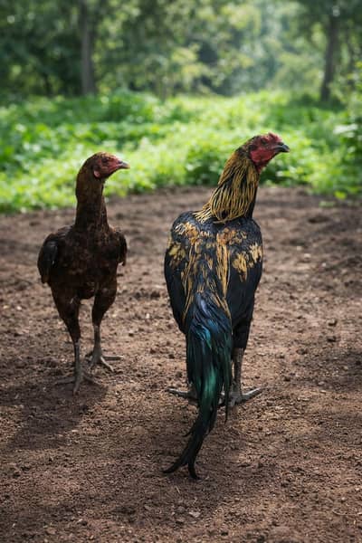 Aseel murga for sale