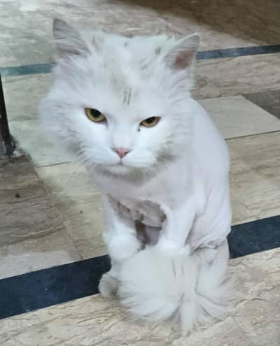 contact number. 0321 4823120