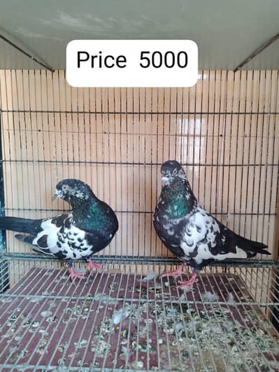2 pair pigeon