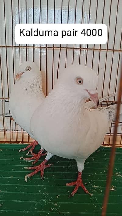 2 pair pigeon