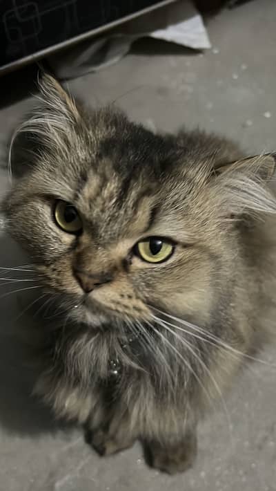 Persian female cat