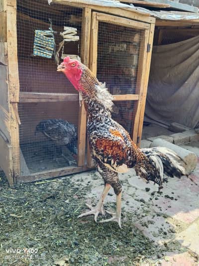 Coco Aseel phatta for sale