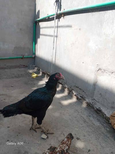 Pure Aseel quality for sale