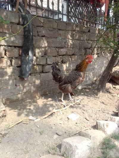 Healthy and Tyaar Murghi in discount price