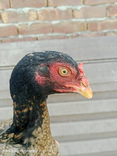 Only interested person contact me