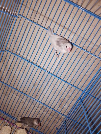 patthy available 4 piece 1 piece grey or 3 white