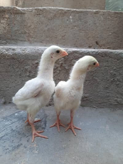 Japanese white king shamo chicks pair for sale