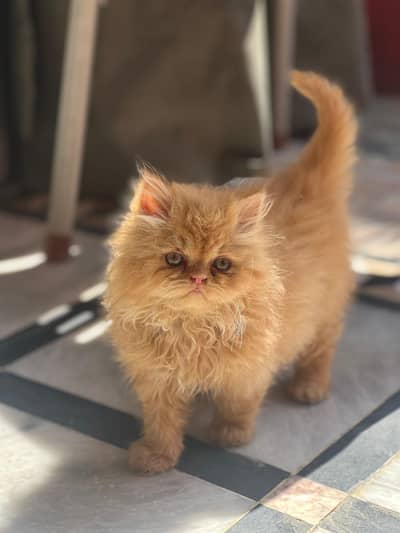 persin kitten 3 code 56 days age