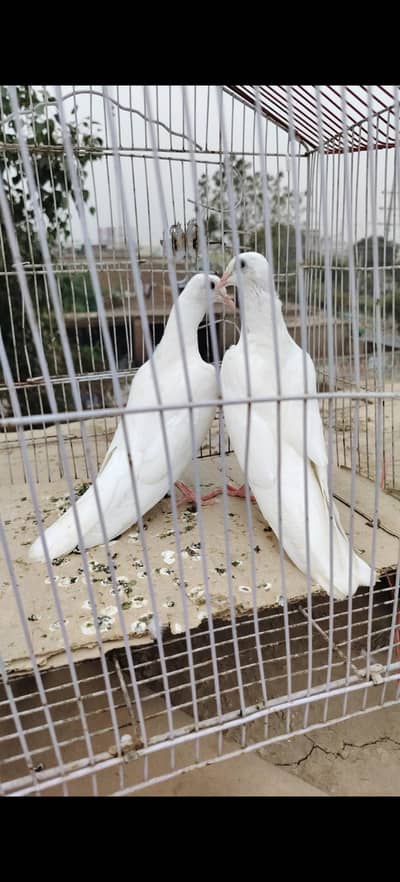 Dangi wale patthe mangoe eye me