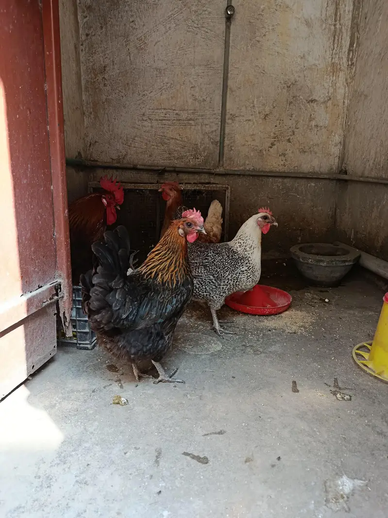 Hen Murghi Daily egg — photo 2