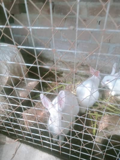 Rabbits