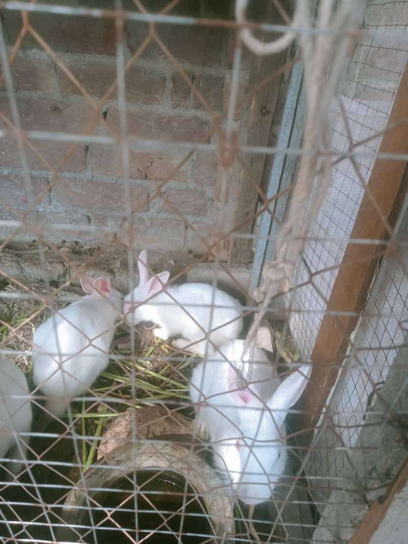 Rabbits 1