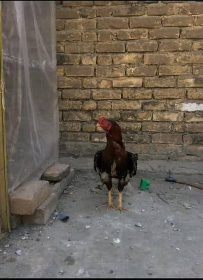 Amroha patha, 03125544226