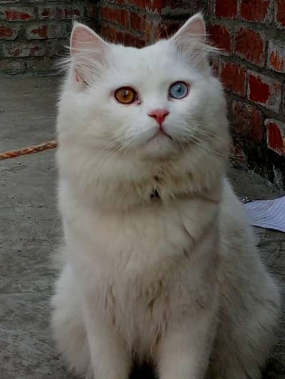 1 mail hy or 1 female hy