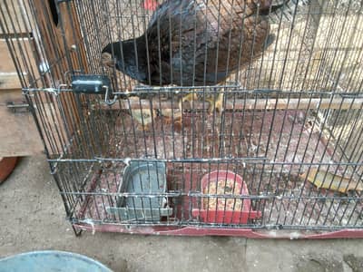 KALI MUSHKI MADI WITH 2 CHICKS