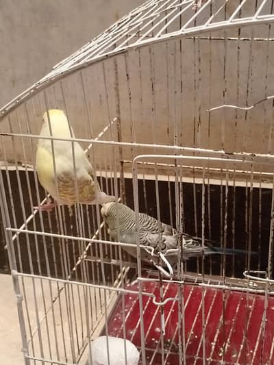 budgie pair for sale king size