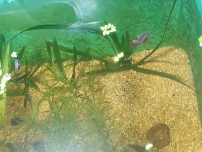 live plants For fish