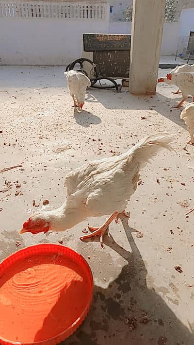 Hira aseel high quality bridar male