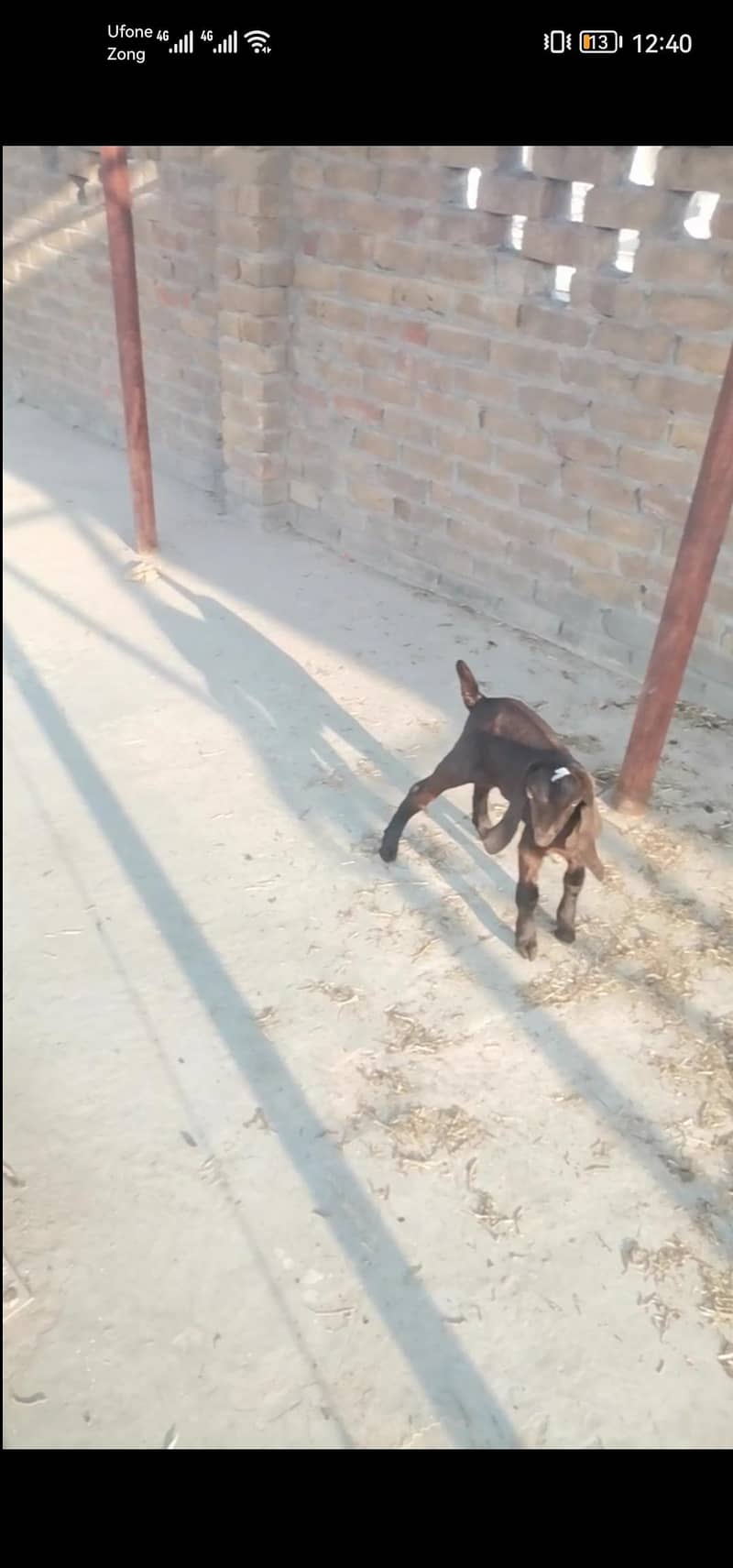 بکری برائے فروخت 3