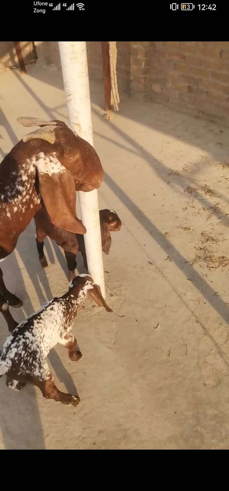 بکری برائے فروخت 5