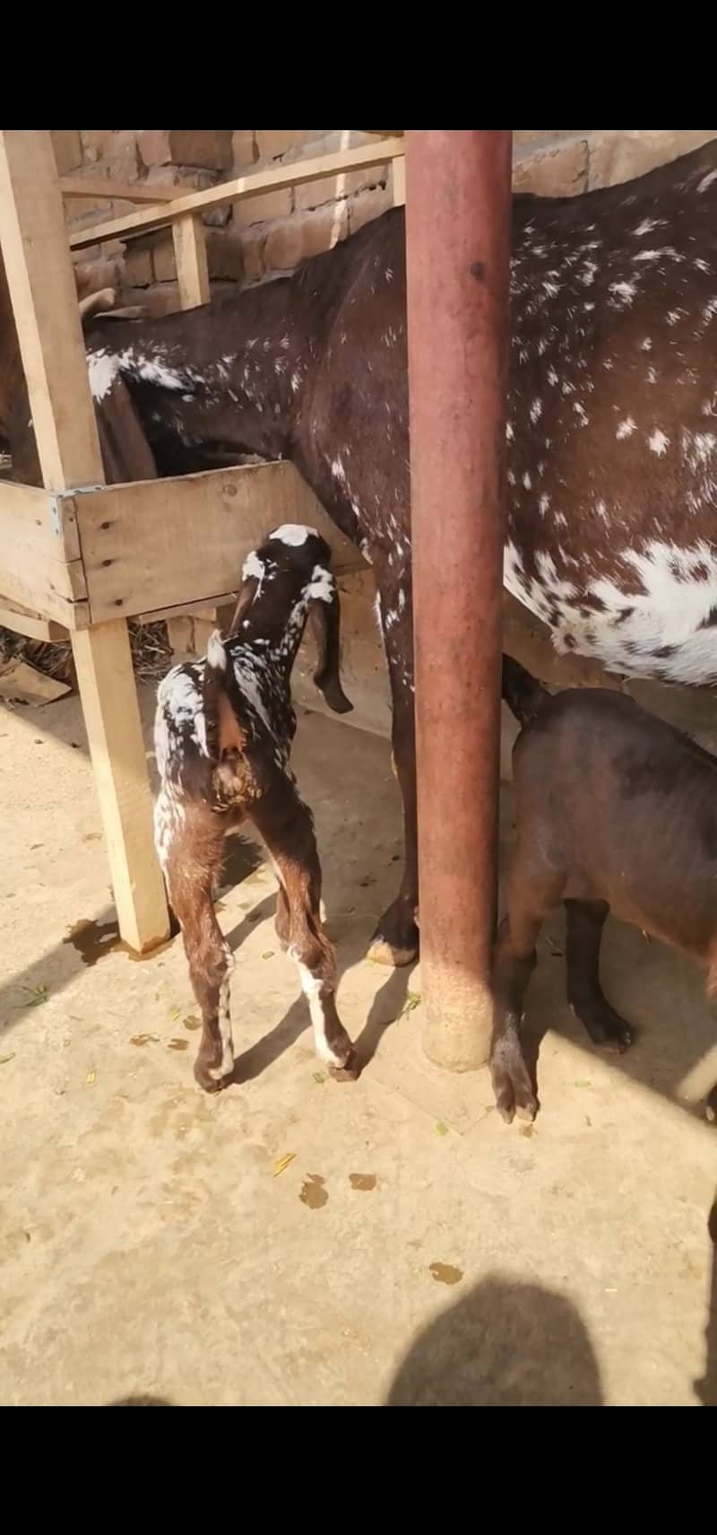 بکری برائے فروخت 7