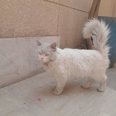 Persian Long Hair Cat for Sale – Healthy and Friendly