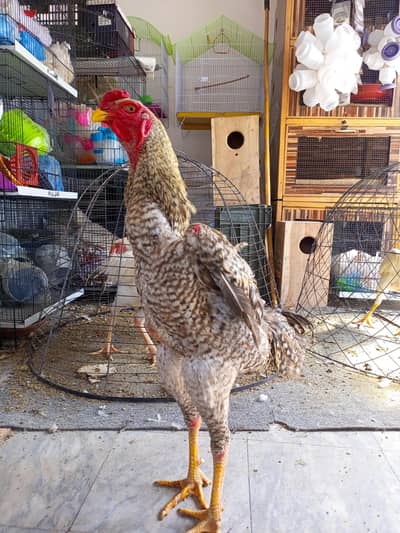 Golden buff chiks and aseel