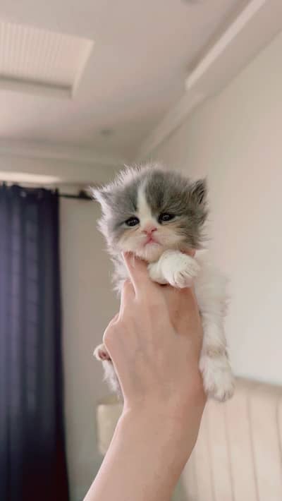 Beautiful Persian Kittens Male & Female both Available for Sale