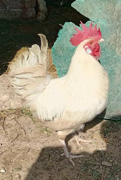 Hen Urgent sale