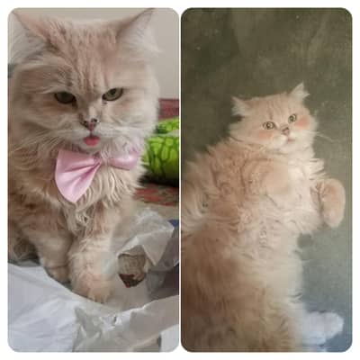 Persian Cat triplle coated