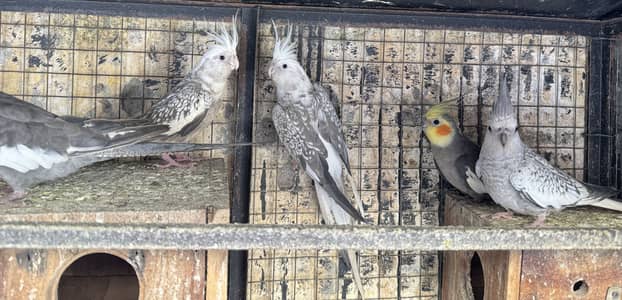 Cocktails 5 pic for sell