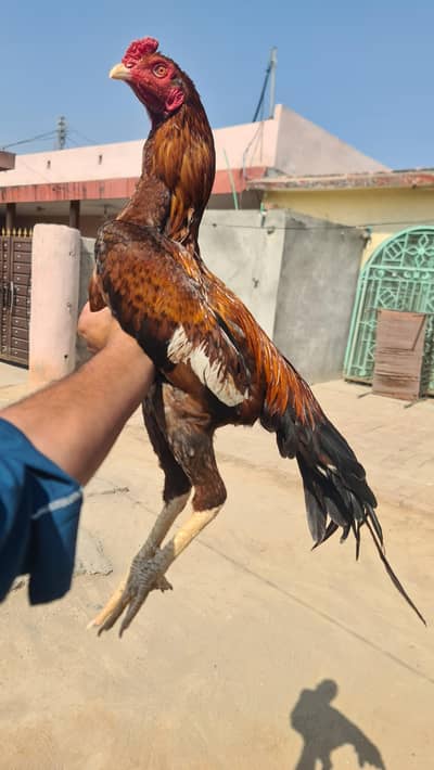 Aseel patha urgent for sale  exchnage with touch mobile