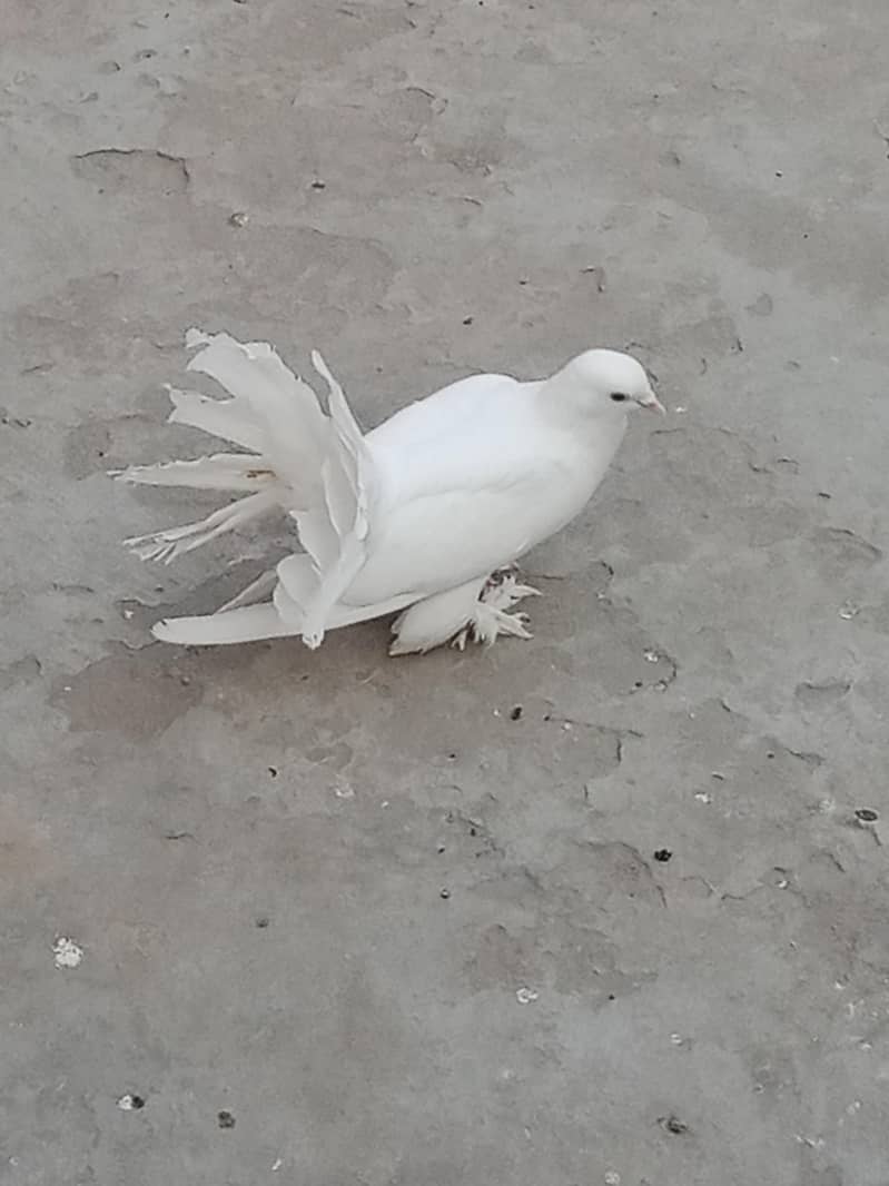 fancy bird 2