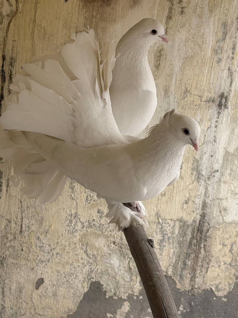 fancy bird 3