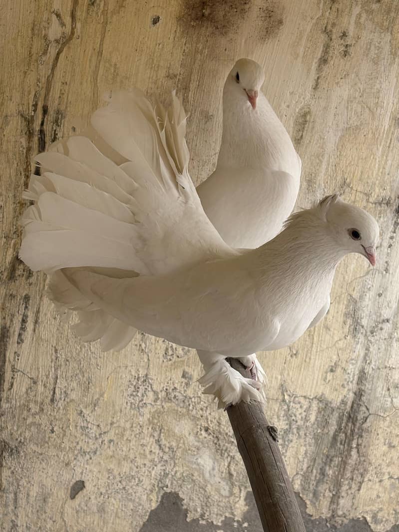 fancy bird 4