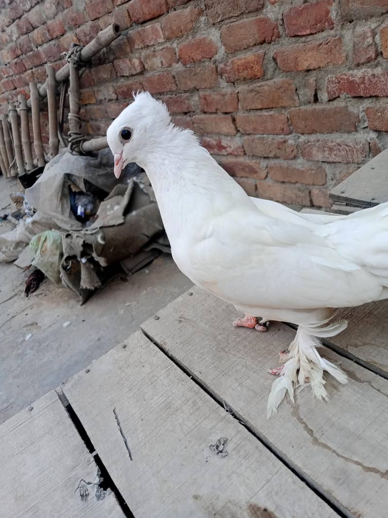 fancy bird 6
